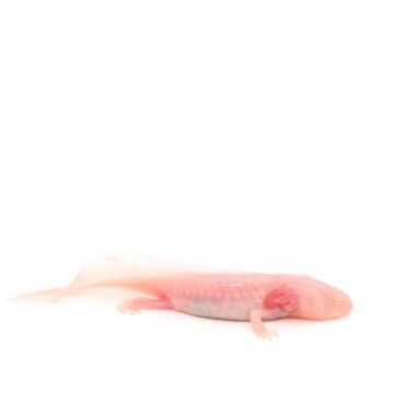 Albino Axolotl